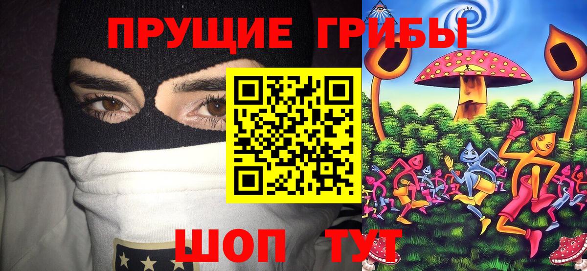 Галлюциногенные грибы Psilocybe Бийск